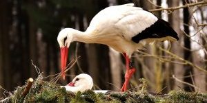 nature-bird-wildlife-beak-fauna-stork-1385187-pxhere.com-2-300×200